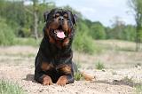 ROTTWEILER 241